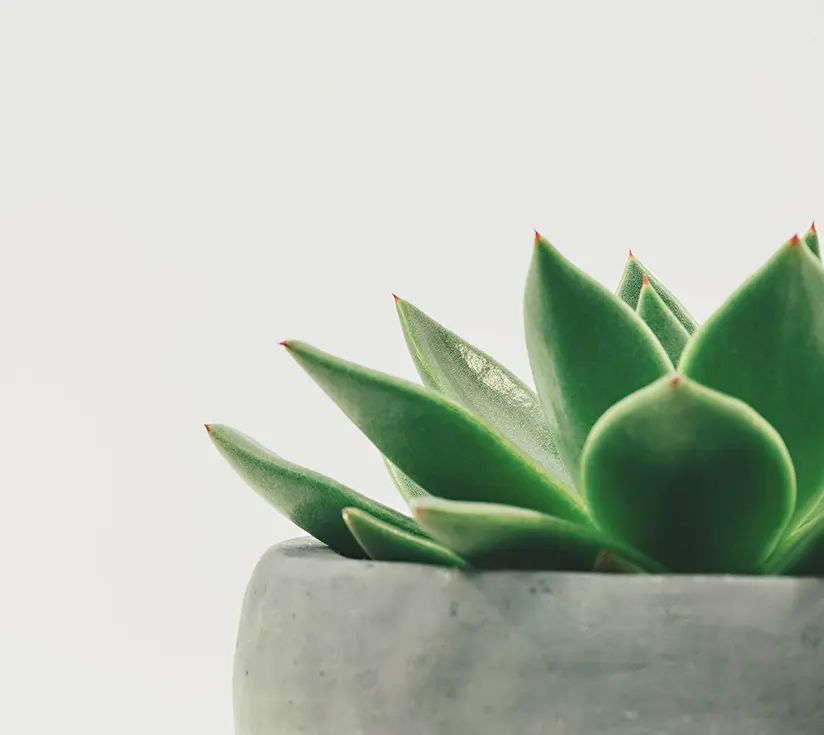 Aloe Vera plant representing natural medicine at Insight Naturopathic Clinic